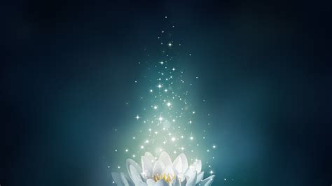 White Lotus Flower Illustration Lights Sparkle Bloom 4k Hd Soft