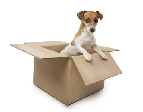 Dog Inside The Box Stock Photo By ©flydragonfly 44878557