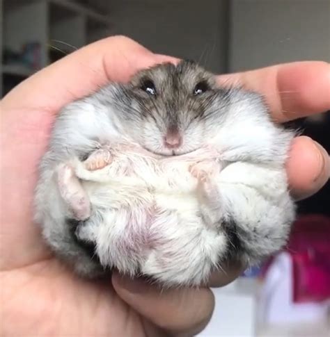 Download the perfect hamster pictures. Moment Chubby UK Hamster Struggles With Beloved Toy - ViralTab
