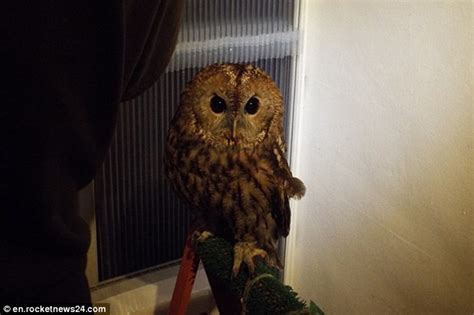 Owls are wild birds of prey, similar to eagles and vultures. The Owl Café in Tokyo where customers can pet the wild ...
