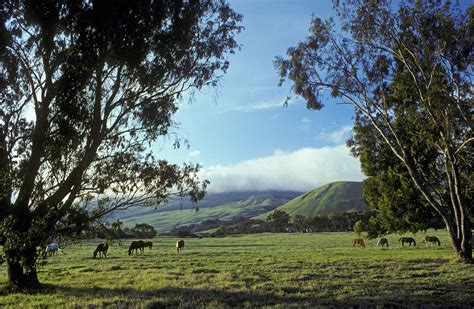 Brief History of Waimea on Hawaii's Big Island