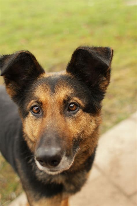 It is a cross between the german shepherd and the border collie. Molly - German Shepherd Collie mix