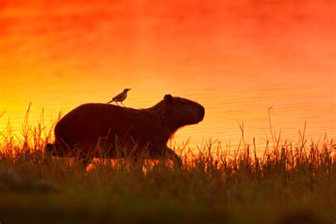 3 as fêmeas tendem a ser maiores que os machos e no estado de são paulo, foi registrado uma fêmea que pesava até 91 kg. El carpincho: el roedor más grande del mundo - Mis Animales