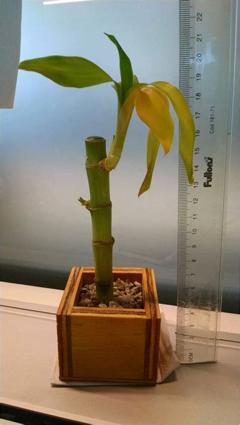 En esencia, determinar cuánta agua necesita una planta es un proceso científico en el que tendrás que vincularte con muchas pruebas y errores. La Doctora De Las Plantas: Problemas con pequeño lucky ...