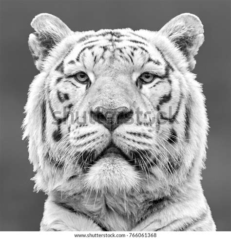 White Tiger Portrait Stock Photo 766061368 Shutterstock