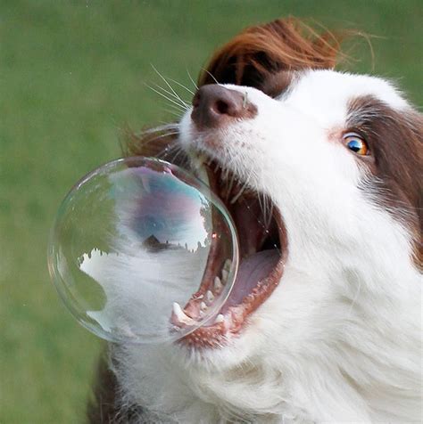 10 Bouncy Dog Breeds Chasing Bubbles Petguide