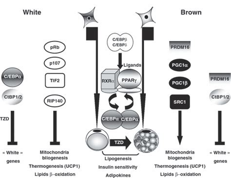 Mechanisms Of Obesity And Related Pathologies Transcriptional Control