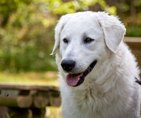 See more ideas about hungarian dog, dog breeds, breeds. Hungarian Kuvasz Pictures and Informations - Dog-Breeds.com