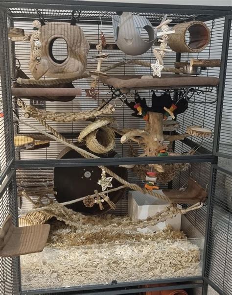 Rat Cage Setup Rat Cage Pet Rats Rat Cage Accessories