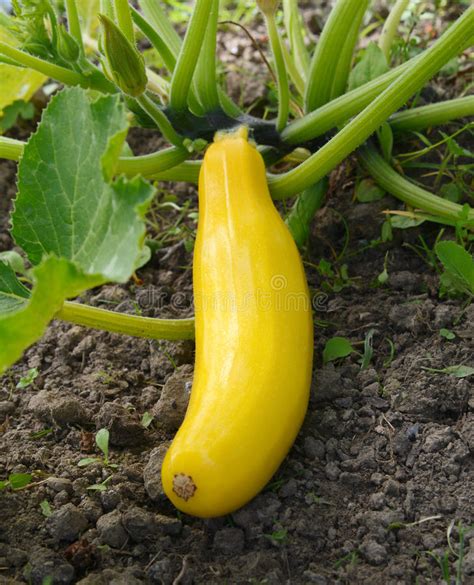 Yellow Summer Squash Growing On A Bush Plant Stock Image