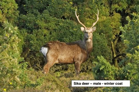 British Deer Society Submit Viewing