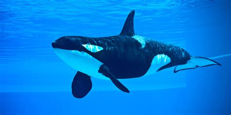 What Your Nonprofit Can Learn From Seaworld