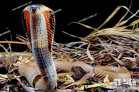 Monocled Cobra Naja Kaouthia Captive Asia Stock Photo Picture And