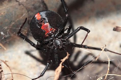 Most Terrifying African Spiders You Ve Probably Never Seen