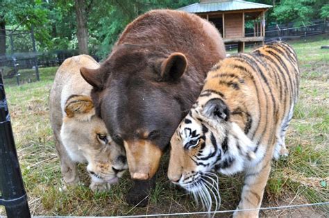 Lion Tiger Bear Are Best Friends At Georgia Exotic Animal Sanctuary