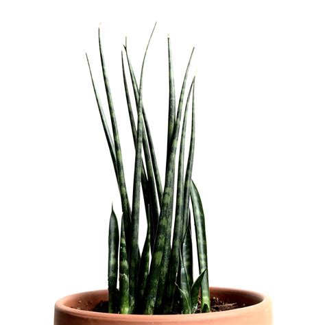 Whether indoors, in your garden or on your balcony, these spiky beauties can put up with almost anything. Snake Plant | 7 Benefits You Need to Know About the ...