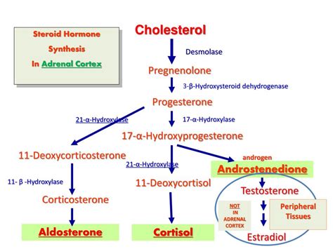 Ppt Steroid Hormone Synthesis In Adrenal Cortex Powerpoint Presentation Id 2130636