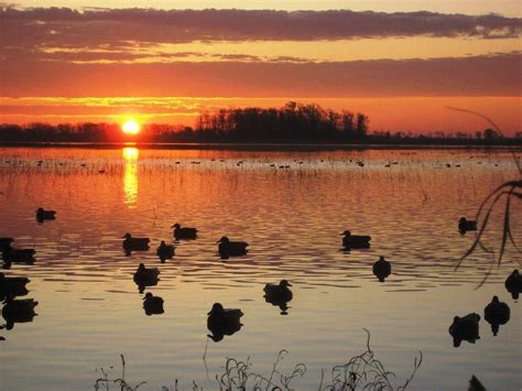 Duck Hunting Wallpapers Top Free Duck Hunting Backgrounds