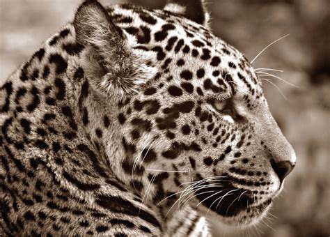 Free picture: jaguar, predator, carnivore, animal