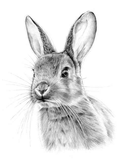 Dessin de lapin realiste le terrier du lapin from cdn.shopify.com. Apprendre le dessin au crayon - créez de l'art par vous ...