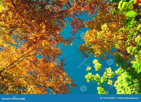 Autumn Colorful Treetops In Fall Forest Sky And Clouds Through The