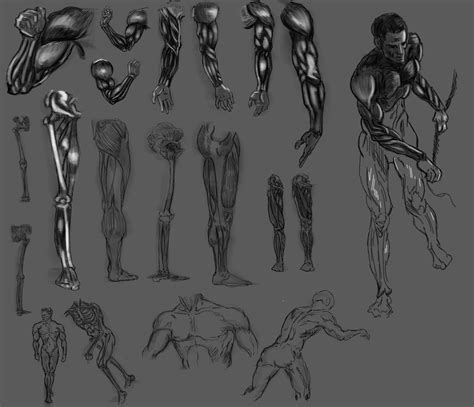 Ahmed M Sami Anatomy Study From Figure Drawing For All Its Worth By