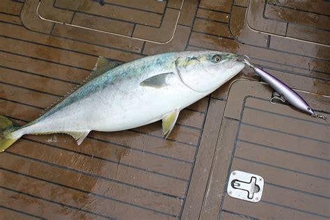 Buri Japanese Amberjack 360 Tuna Fishers Forum