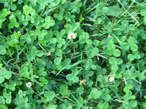 Once the seedlings grow leaves, your lawn is established and you can water your lawn less. Kansas Gardener: Clover Lawn