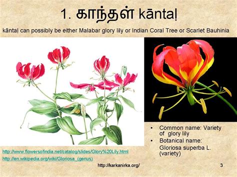 We did not find results for: 99 Tamil flowers - Kurunji paatu - flowers 1-10 in 2020 ...