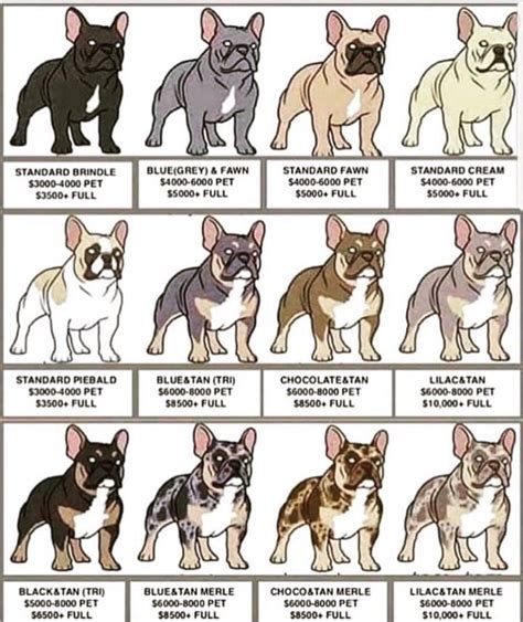 Allele guide canine color by xenothere. French Bulldog Colors Chart