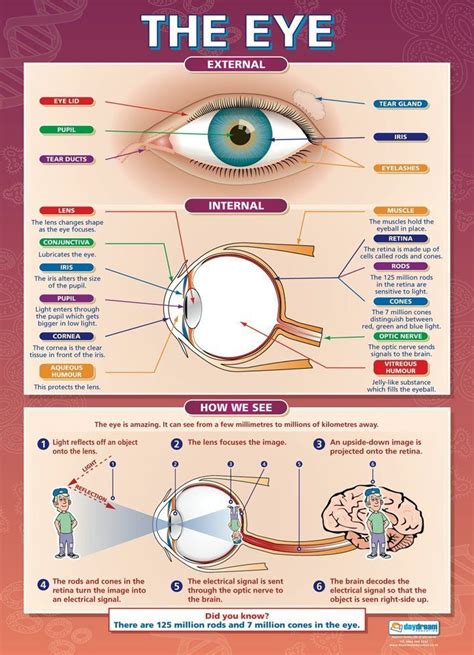 the eye science educational wall chart poster science teaching resources science poster