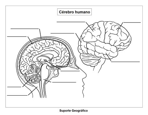 Anatomia Do CÉrebro Para Colorir E Completar Suporte Geográfico
