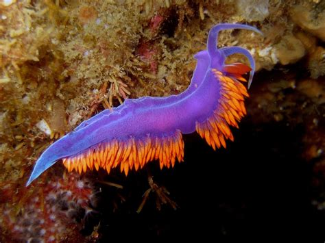 The Spanish Shawl Nudibranch Flabellina Iodinea Is A Brightly Colored