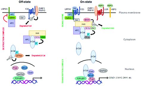 the canonical wnt signaling pathway in the wnt off state left download scientific diagram