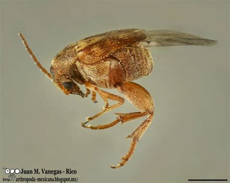 Arthropoda Mexicana Callosobruchus Maculatus F Ex Tica