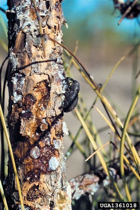 260 pinehurst avenue, southern pines nc 28387 phone number: Forest Pest Insects in North America: a Photographic Guide