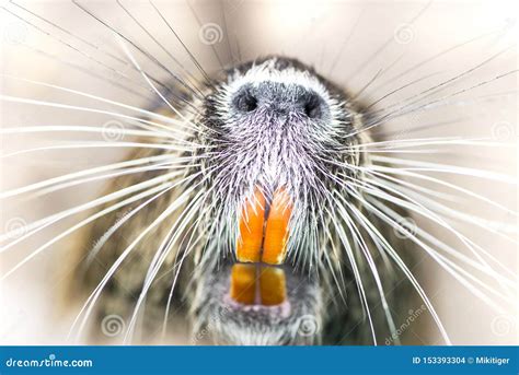 Funny Animal Coypu With Orange Teeth Stock Photo Image Of Orange