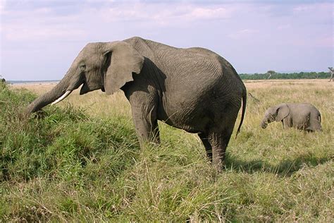 African Elephant Loxodonta Africana Proboscidea Elephantidae 0009147