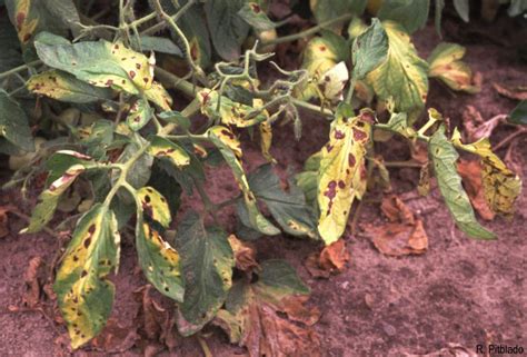 Late blight appears during cool, rainy periods that most often happen at the end of a growing season. Tomato Diseases,