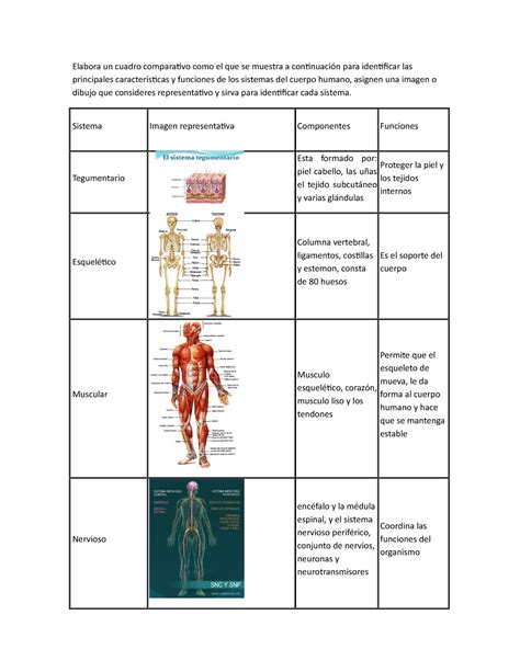 Tarea 1 Cuerpo Humano Elabora Un Cuadro Comparaivo Como El Que Se