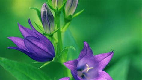Mar 06, 2020 · oklahoma redbud trees will grow in partial shade or full, direct sun. The Best Flowers to Plant in Oklahoma | Garden Guides