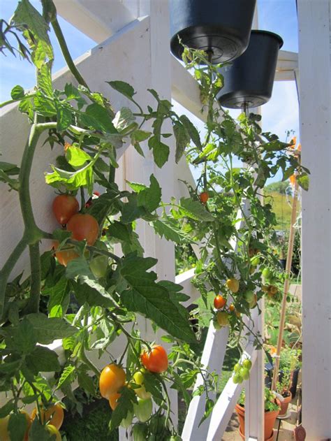 53 Best Images About Hanging Tomatoes On Pinterest Cherries Patio
