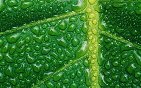Nature Plants Leaves Macro Closeup Water Drops Veins Green