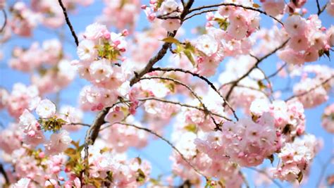 For me there's nothing more beautiful than a blue sky, cherry blossoms and a castle in the background. Cherry Blossom Stock Footage Video 392962 - Shutterstock