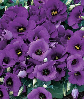 We did not find results for: Lisianthus, Florida Blue Landscape Intense color and loads ...