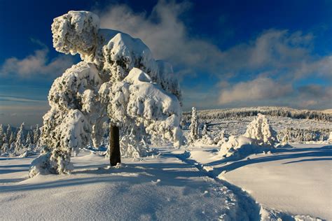 Hd Wallpaper Black Forest Germany Winter Snow Tree Path