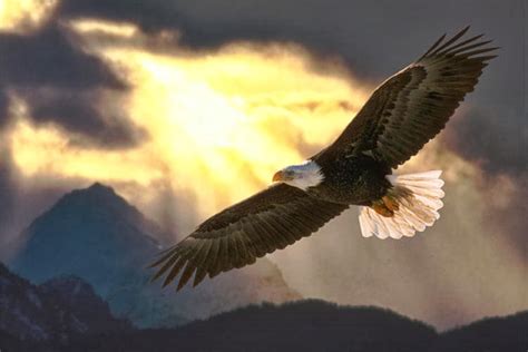 Rules Of The Jungle How Eagles Soar