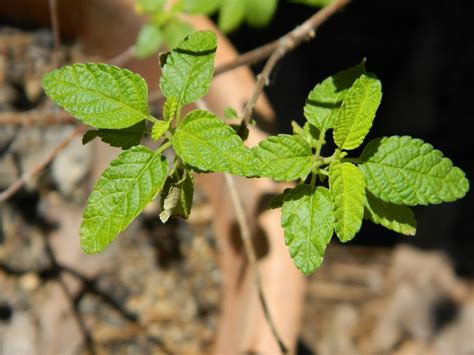 Photo Of The Leaves Of Mexican Oregano Lippia Graveolens Posted By