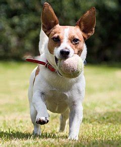 Spirited and obedient, yet absolutely fearless. Training Jack Russell Terriers - The Sensible Way
