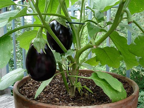 How To Grow Eggplant In Pots Or Containers Plant